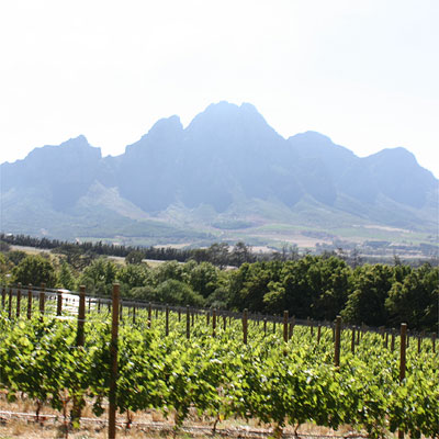 Anthonij Rupert vineyards
