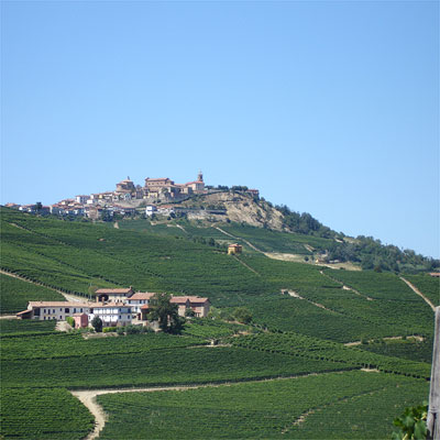 Another view, showing densely planted Nebbiolo vines.