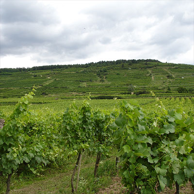 Brundlmayer's vines at the Heiligenstein in Kamptal