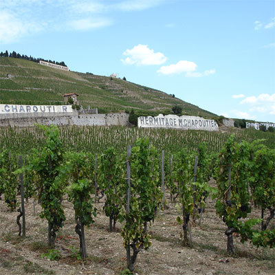 Ripe Syrah grapes at Les Gréffieux