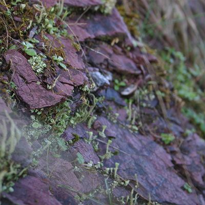 schist rock of the Coteaux du Layon