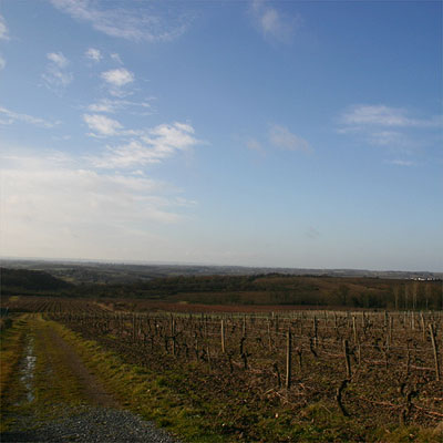 vineyard of Domaine de Juchepie