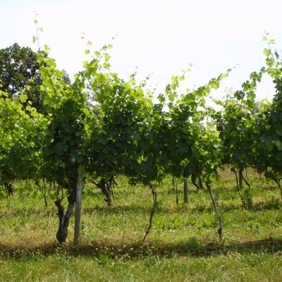 Elk Run Vines