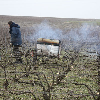 Brochet's part-time colleague is pruning the vines
