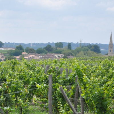 The view from Guiraud towards the town of Sauternes