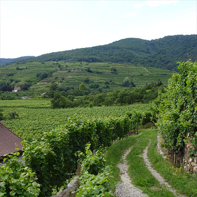 Hirtzberger's terraced vineyards in Spitz