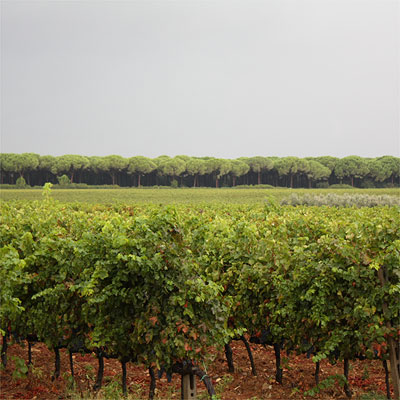Le Macchiole Bolgheri: the vineyard behind the cellar