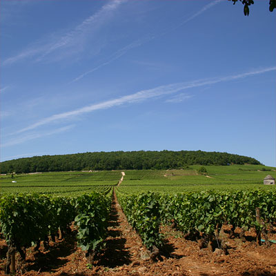 Savigny 1er cru Les Lavières