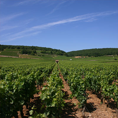 Savigny 1er cru Les Serpentières