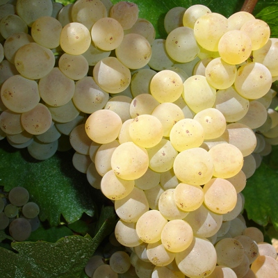 Grenache Blanc