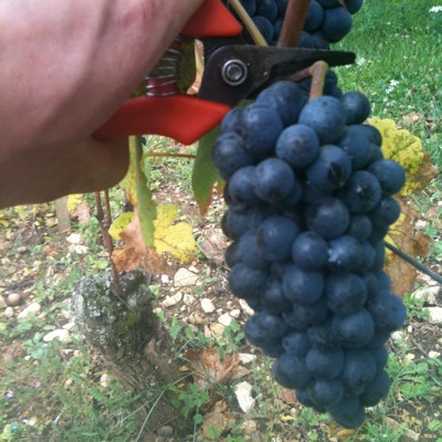 Picking grapes in Morey St Denis
