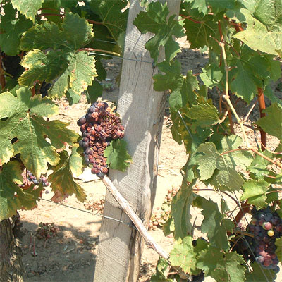 Shriveled berries in 2003 around Matras