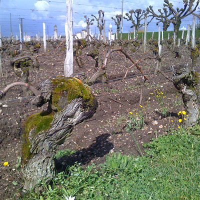 Old vines at Vieux Chateau Certan, 1 April 2010
